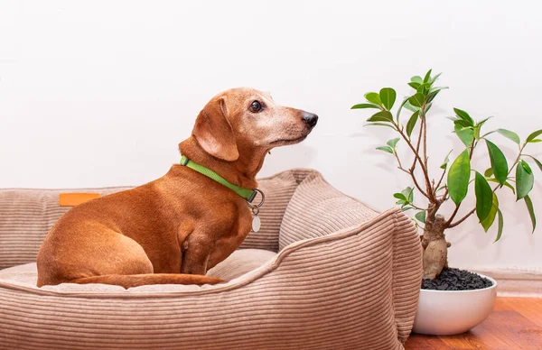 A dachshund dog sits in a dog bed on the background of a room with flower pots. A very old dog looks away. The photo is blurred. High quality photo