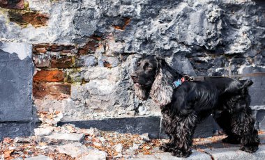 Siyah renkli bir İngiliz cocker spaniel köpeği harap olmuş eski bir çitin arkasında duruyor. Yakışıklı köpek sekiz yaşındadır. Başka tarafa bakıyor. Fotoğraf bulanıklaştı. Yüksek kalite fotoğraf