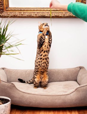 Bir kedi hayvanlar için bir yatakta arka ayakları üzerinde durur. Odada saksılar var. Sahibinin eli bir yaprak tutuyor. Oynuyor onunla. Fotoğraf bulanıklaştı. Yüksek kalite fotoğraf