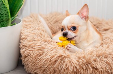 A light-colored chihuahua dog lies in a dog bed. He gnaws a yellow toy. There is a green vase in the room. The photo is blurred. High quality photo clipart