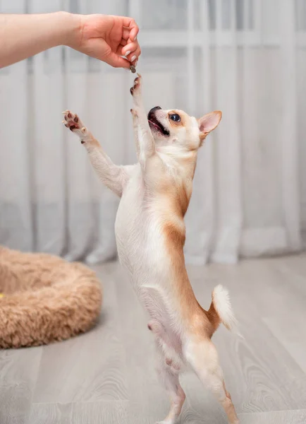 Cachorro Chihuahua Uma Cor Clara Fica Suas Patas Traseiras Sala — Fotografia de Stock