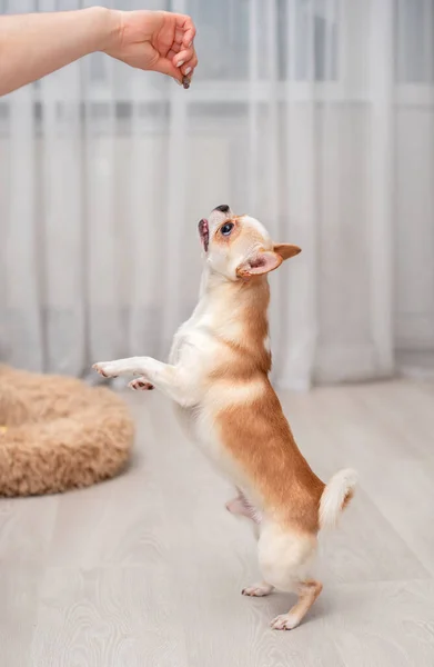 Ein Heller Chihuahua Hund Steht Auf Seinen Hinterbeinen Raum Greift — Stockfoto