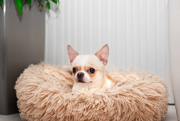 A chihuahua dog lies in a dog bed and looks away. There are green flower pots on the floor in the room. The photo is blurred. High quality photo