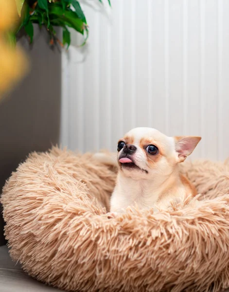 A chihuahua dog lies in a dog bed against a background of a blurred flower pot and a wall. He sticks out his tongue and looks up. The photo is blurred. High quality photo