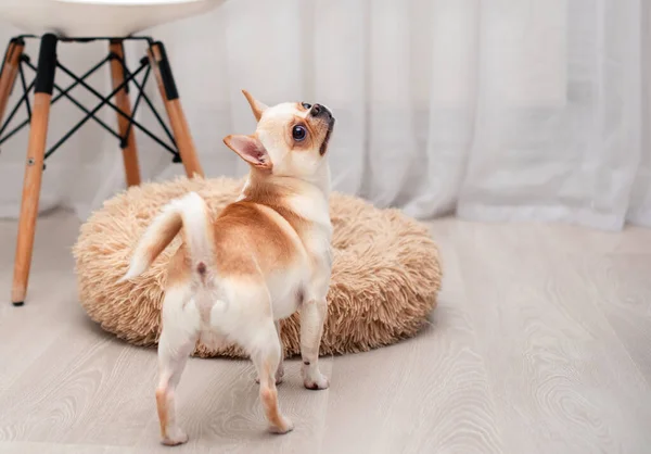 A chihuahua dog stands with its back to the camera against a background of a blurred dog bed and chair. He looks up. The dog turned on its ass and tail. The photo is blurred. High quality photo