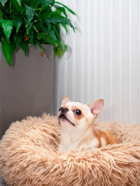 Egy Kis Csivava Kutya Fekszik Egy Kutyaágyban Felnéz Egy Zöld — Stock Fotó