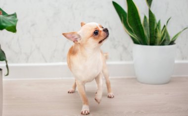 Odadaki yeşil vazoların yanında küçük bir chihuahua köpeği duruyor. Köpek dikkatli ve korkmuş bir şekilde uzağa bakıyor. Fotoğraf bulanıklaştı. Yüksek kalite fotoğraf