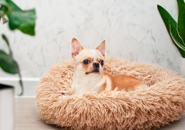 A chihuahua dog lies in a dog bed and looks away. There are green flower pots on the floor in the room. The photo is blurred. High quality photo