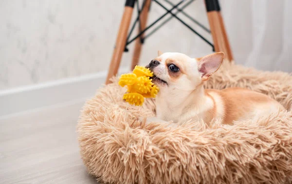 A chihuahua dog is sitting in a dog bed and holding a yellow toy with its teeth. He sits against a background of a blurred chair and curtains. The photo is blurred. High quality photo
