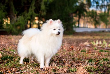 Japon Spitz cinsinin güzel bir köpeği. Beyaz bir köpek bulanık yeşil ağaçların ve çimenlerin arka planında duruyor. O, on aylık. Fotoğraf bulanıklaştı. Yüksek kalite fotoğraf