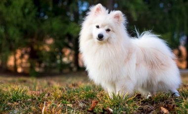 Japon Spitz cinsinin güzel bir köpeği. Beyaz bir köpek bulanık yeşil ağaçların ve çimenlerin arka planında duruyor. O, on aylık. Fotoğraf bulanıklaştı. Yüksek kalite fotoğraf