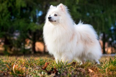 Japon Spitz cinsinin güzel bir köpeği. Beyaz bir köpek bulanık yeşil ağaçların ve çimenlerin arka planında duruyor. O, on aylık. Fotoğraf bulanıklaştı. Yüksek kalite fotoğraf