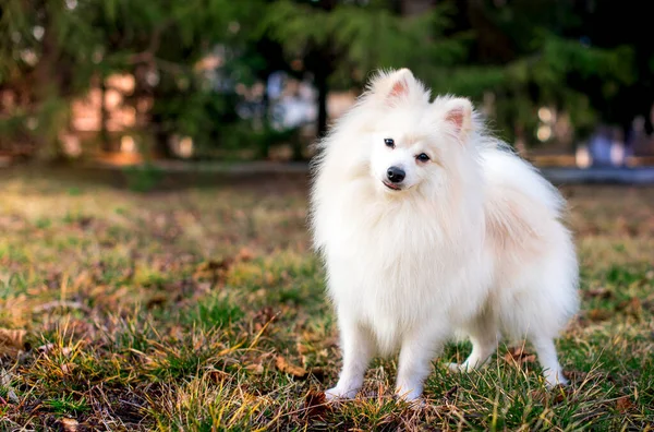 日本のスピッツの品種の美しい犬 白い犬が緑の木々や草がぼやけている背景に立っている 写真がぼやけている 高品質の写真 — ストック写真