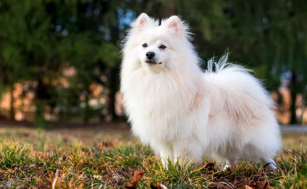 Vacker Hund Den Japanska Spitz Rasen Vit Hund Står Bakgrund — Stockfoto