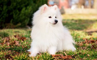 Japon Spitz cinsinin güzel bir köpeği. Beyaz bir köpek bulanık yeşil çimenlerin arka planında oturur. O, on aylık. Fotoğraf bulanıklaştı. Yüksek kalite fotoğraf