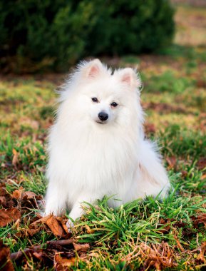 Japon Spitz cinsinin güzel bir köpeği. Beyaz bir köpek bulanık yeşil çimenlerin arka planında oturur. O, on aylık. Fotoğraf bulanıklaştı. Yüksek kalite fotoğraf