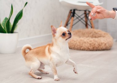 Açık renkli bir chihuahua köpeği bulanık bir sandalye, bir köpek yatağı ve yeşil bir vazonun arka planına karşı bir odada durur. Efendisine bakıyor. Fotoğraf bulanıklaştı. Yüksek kalite fotoğraf