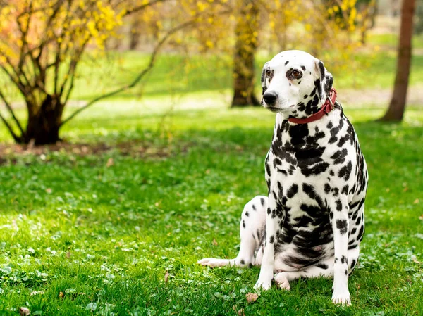 A beautiful dog of the Dalmatian breed is sitting on the background of a green blurred park. The dog is eight years old. He has health problems, hormonal failure, obesity. The photo is blurred.