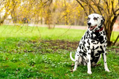 Dalmaçyalı güzel bir köpek yeşil bulanık bir parkın arka planında oturuyor. Köpek sekiz yaşındadır. Sağlık sorunları, hormonsal yetersizliği, obezitesi var. Fotoğraf bulanık..