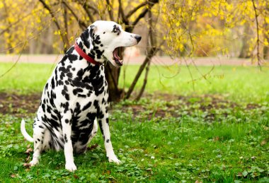 Dalmaçyalı köpek yeşil bir parkın arka planında oturuyor. Köpek sekiz yaşında, yana doğru bakmış. Sağlık sorunları, hormonsal yetersizliği, obezitesi var. Köpek havlar. Fotoğraf bulanık..
