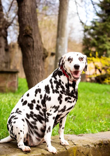 A beautiful Dalmatian dog is sitting on a background of green grass. The dog is eight years old. He has health problems, hormonal failure, obesity. The photo is blurred. High quality photo