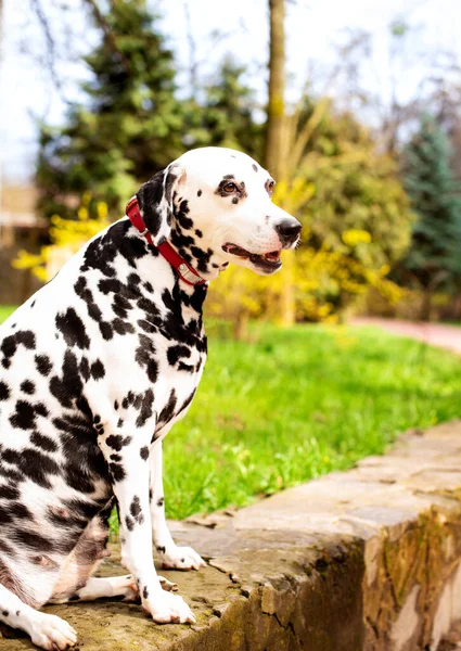 A beautiful Dalmatian dog is sitting on a background of green grass. The dog is eight years old, he looks to the side. He has health problems, hormonal failure, obesity. The photo is blurred.