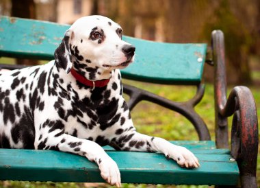 Güzel bir Dalmaçyalı köpek yeşil bir parkın arka planında bir bankta yatıyor. Köpek sekiz yaşında, yana doğru bakmış. Fotoğraf bulanıklaştı. Yüksek kalite fotoğraf
