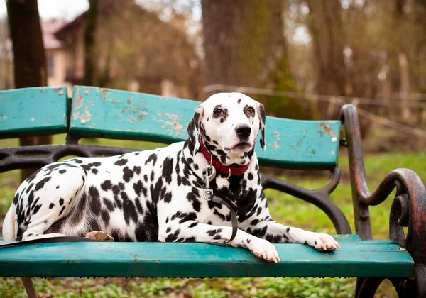 A beautiful Dalmatian dog lies on a bench against the background of a spring park. The dog is eight years old, he has a collar around his neck. She is serious and focused. The photo is blurred.