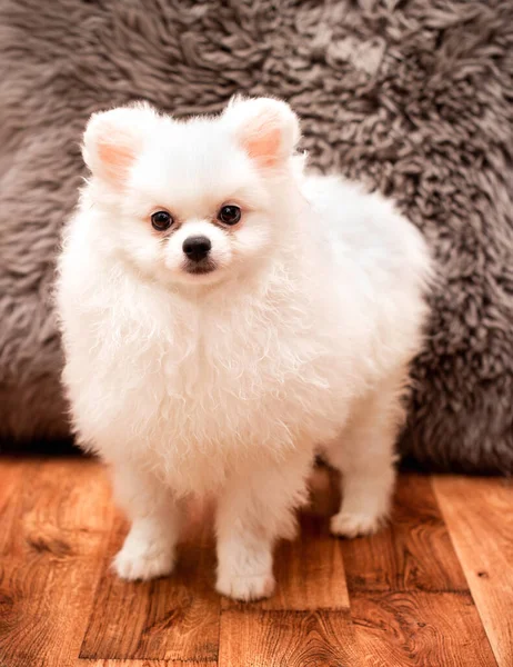 房间里站着一只白色的小波美拉尼亚小狗 他才3个月大 这张照片模糊不清 高质量的照片 — 图库照片