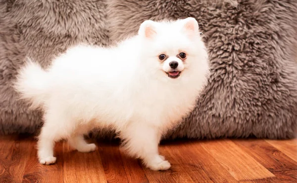 Small White Pomeranian Puppy Standing Room Three Months Old Photo — Stock Photo, Image