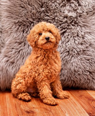 Kahverengi bir kaniş bulanık bir battaniyeye karşı yerde oturuyor. O dört aylık. Köpek dümdüz ileriye bakıyor. Fotoğraf bulanıklaştı. Yüksek kalite fotoğraf