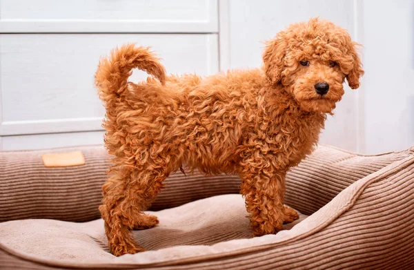 A brown poodle is standing in a dog bed. He is four months old. The dog is looking straight ahead against the background of a blurred chest of drawers and a room. The photo is blurred.