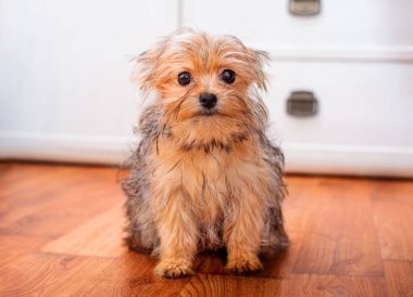 Yorkshire Teriyeri cinsinden bir köpek bulanık bir çekmecenin arka planına karşı bir odada yerde oturuyor. Yavrular dört aylık. Çok tatlı ve pofuduk. Fotoğraf bulanık.