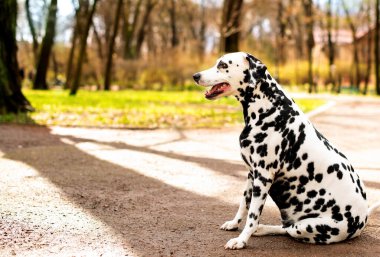 Bir Dalmaçyalı köpek parktaki bulanık ağaçların arka planında yan yana oturur. Köpek sekiz yaşındadır. Sağlık sorunları, obezitesi ve hormonsal yetersizliği var. Fotoğraf bulanık.