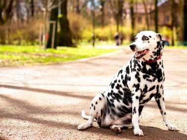 Bir Dalmaçyalı köpek parktaki bulanık ağaçların arka planında yan yana oturur. Köpek sekiz yaşında, başka tarafa bakıyor. Sağlık sorunları, obezitesi ve hormonsal yetersizliği var..