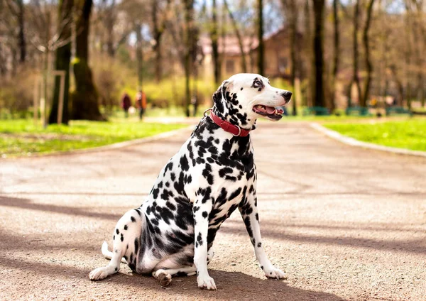 A Dalmatian dog sits sideways on the alley against the background of blurred trees in the park. The dog is eight years old, looking up. She has health problems, obesity and hormonal failure.