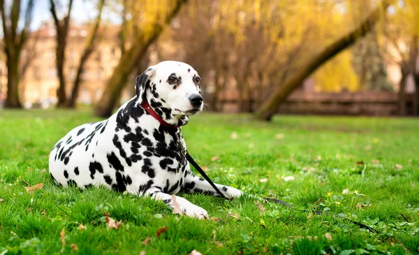 ダルマチアの犬は 木々がぼやけている背景に緑の草の上に横たわっています 犬は古く ８歳です 首に襟をつけている 写真がぼやけている 高品質の写真 — ストック写真