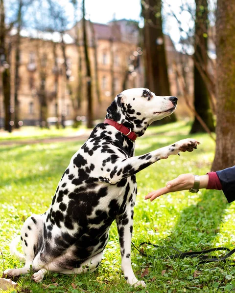 A Dalmatian dog gives its paw to its owner against the background of a spring green park. The dog is eight years old. The photo is blurred. High quality photo