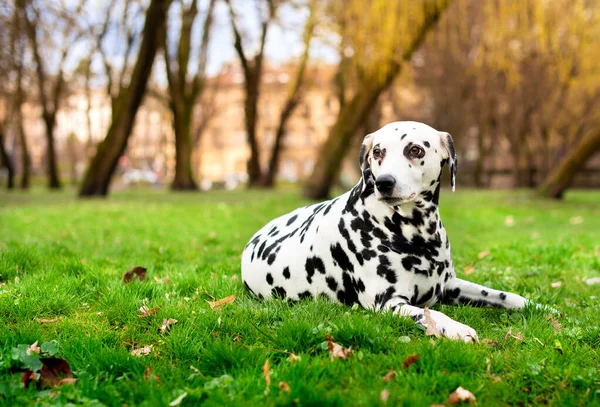 Dalmatian dog lies on green grass against the background of a spring park. The dog is eight years old. He looks away. The photo is blurred. High quality photo