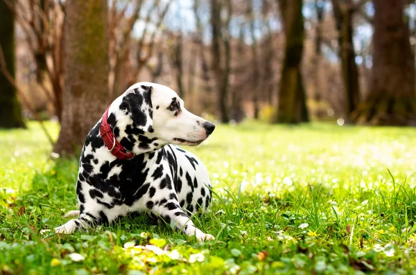 Dalmatian dog lies on green grass against a background of blurred trees. The dog is old and is eight years old. He has a collar on his neck. The photo is blurred. High quality photo