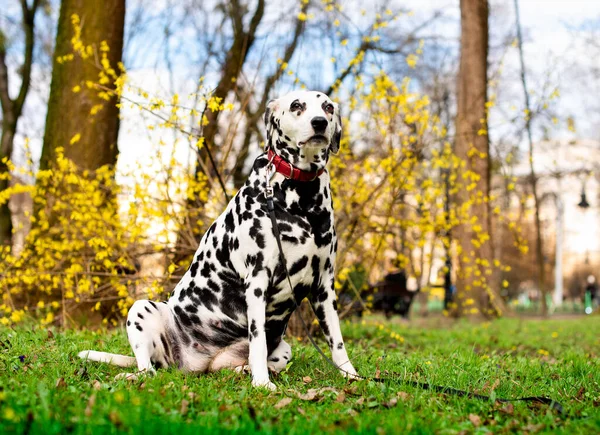 A beautiful Dalmatian dog sits on the background of a spring park. The dog is eight years old. The photo is blurred. High quality photo