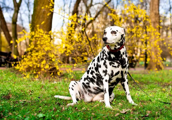 A beautiful Dalmatian dog sits on the background of a spring park. The dog is eight years old and looks away. The photo is blurred. High quality photo