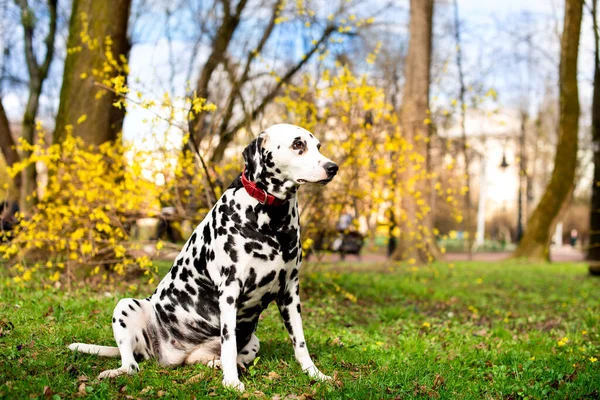Beautiful Dalmatian Dog Sits Background Spring Park Dog Eight Years — Stock Photo, Image