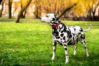 Güzel bir Dalmaçyalı köpek, yeşil bir çimenlikte bahar parkının arka planına karşı yan duruyor. Köpek sekiz yaşında, dikkatli ve dikkatli bir şekilde yana bakıyor. Fotoğraf bulanık..