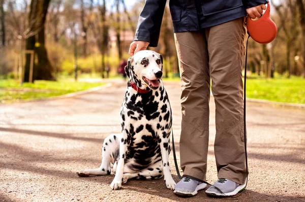 A beautiful Dalmatian dog sits at the feet of the hostess against the background of a spring park. The dog is eight years old, it has a collar and a leash around its neck. The photo is blurred