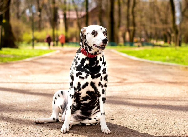 A Dalmatian dog sits sideways on the alley against the background of blurred trees in the park. The dog is eight years old. She has health problems, obesity and hormonal failure.