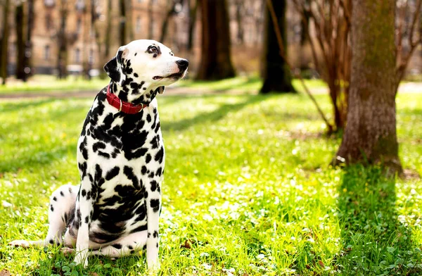 A beautiful Dalmatian dog is sitting sideways on the green grass against the background of a spring park. The dog is eight years old and looks up. The photo is blurred. High quality photo