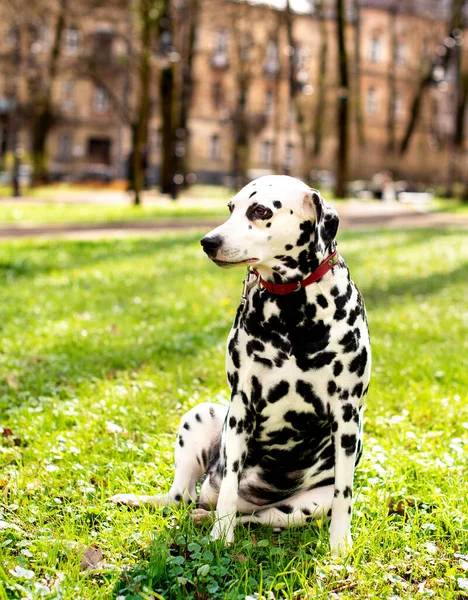 A beautiful Dalmatian dog is sitting sideways on the green grass against the background of a spring park. The dog is eight years old and looks away. The photo is blurred. High quality photo