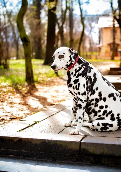 A beautiful dalmatian dog sits sideways on the alley against the background of a spring park. The dog is eight years old and looks away. The photo is blurred. High quality photo