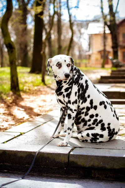 A beautiful dalmatian dog sits sideways on the alley against the background of a spring park. The dog is eight years old and looks away. The photo is blurred. High quality photo